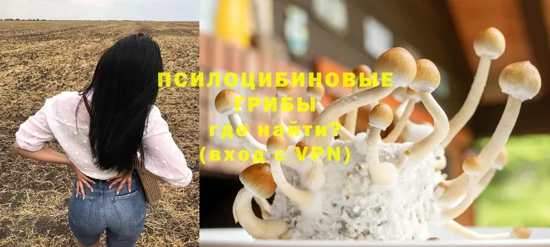 продажа наркотиков  Гатчина  Псилоцибиновые грибы Psilocybine cubensis 